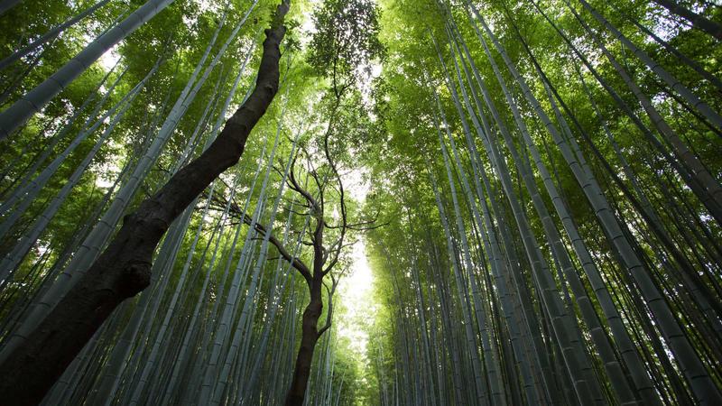 品牌词搜索热度变化示意图